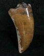 Big Nanotyrannus Tooth - South Dakota #4546-1